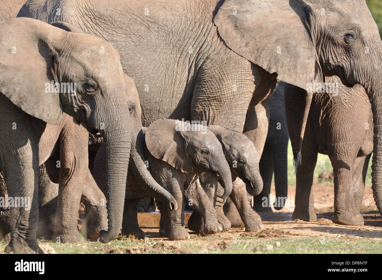 African elephants and elephant babies, Loxodonta africana, Addo