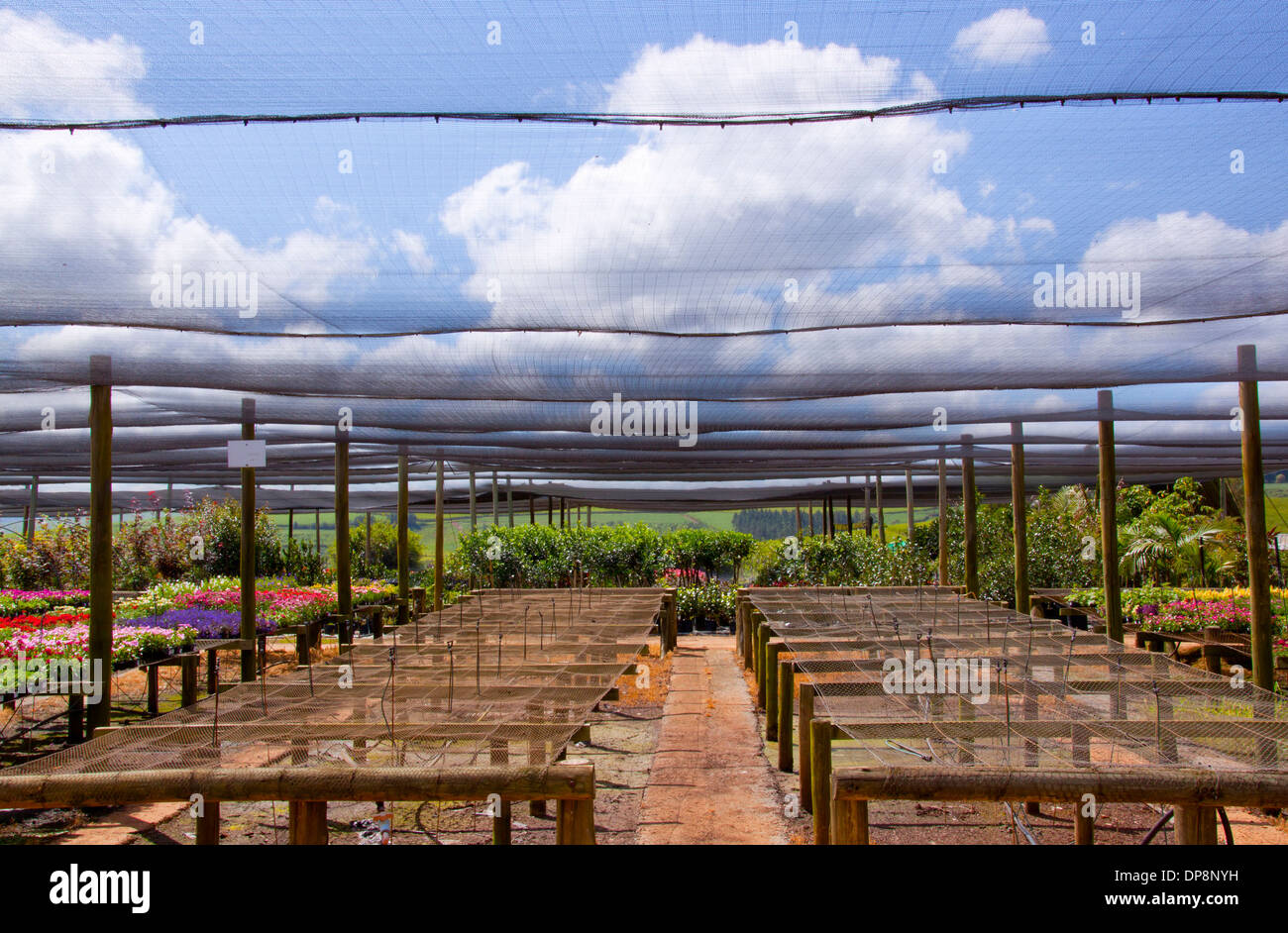 flowering plants under shade cloth in a nursery setting Stock Photo - Alamy