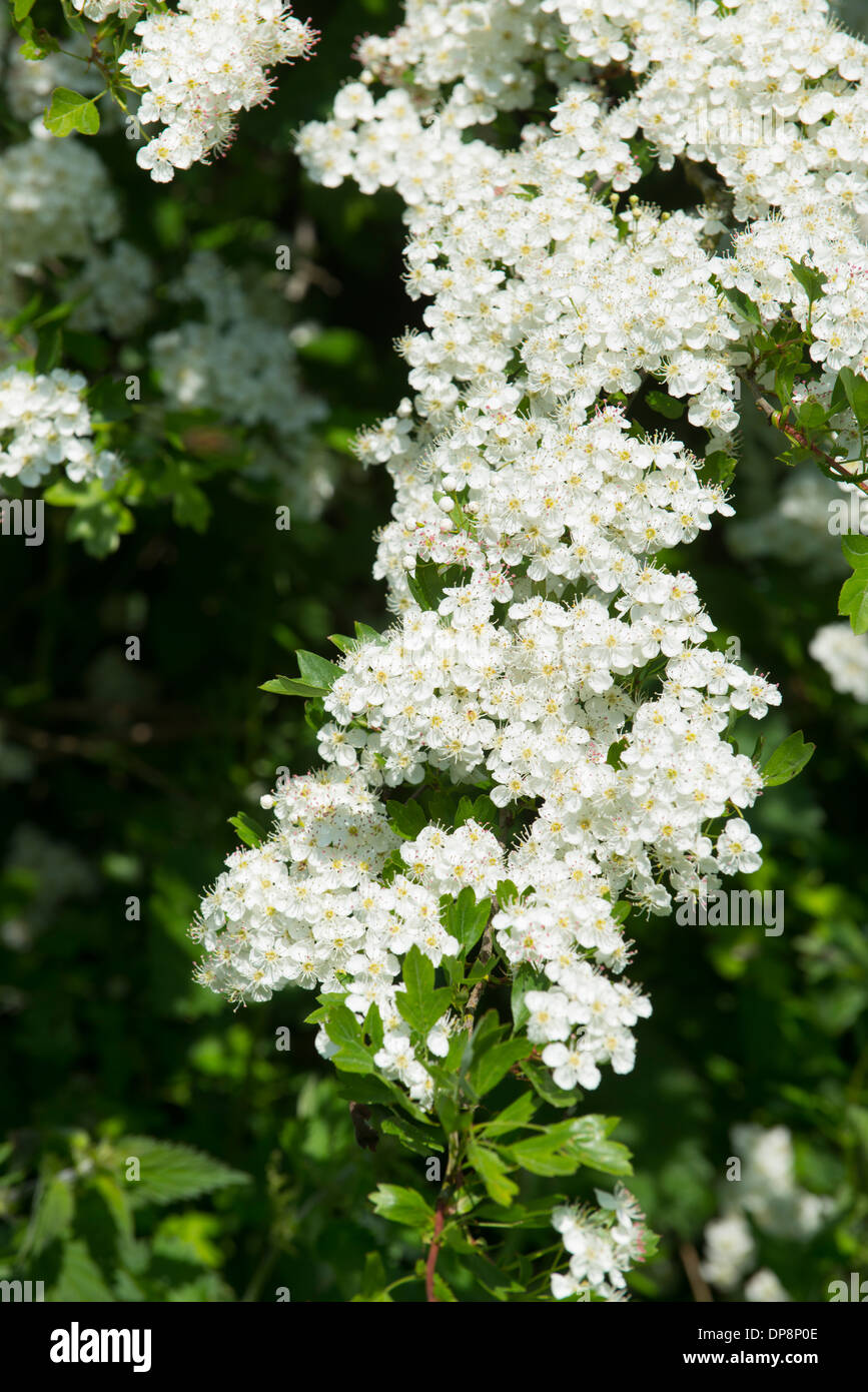 Hawthorne bushes in Ireland Stock Photo Alamy