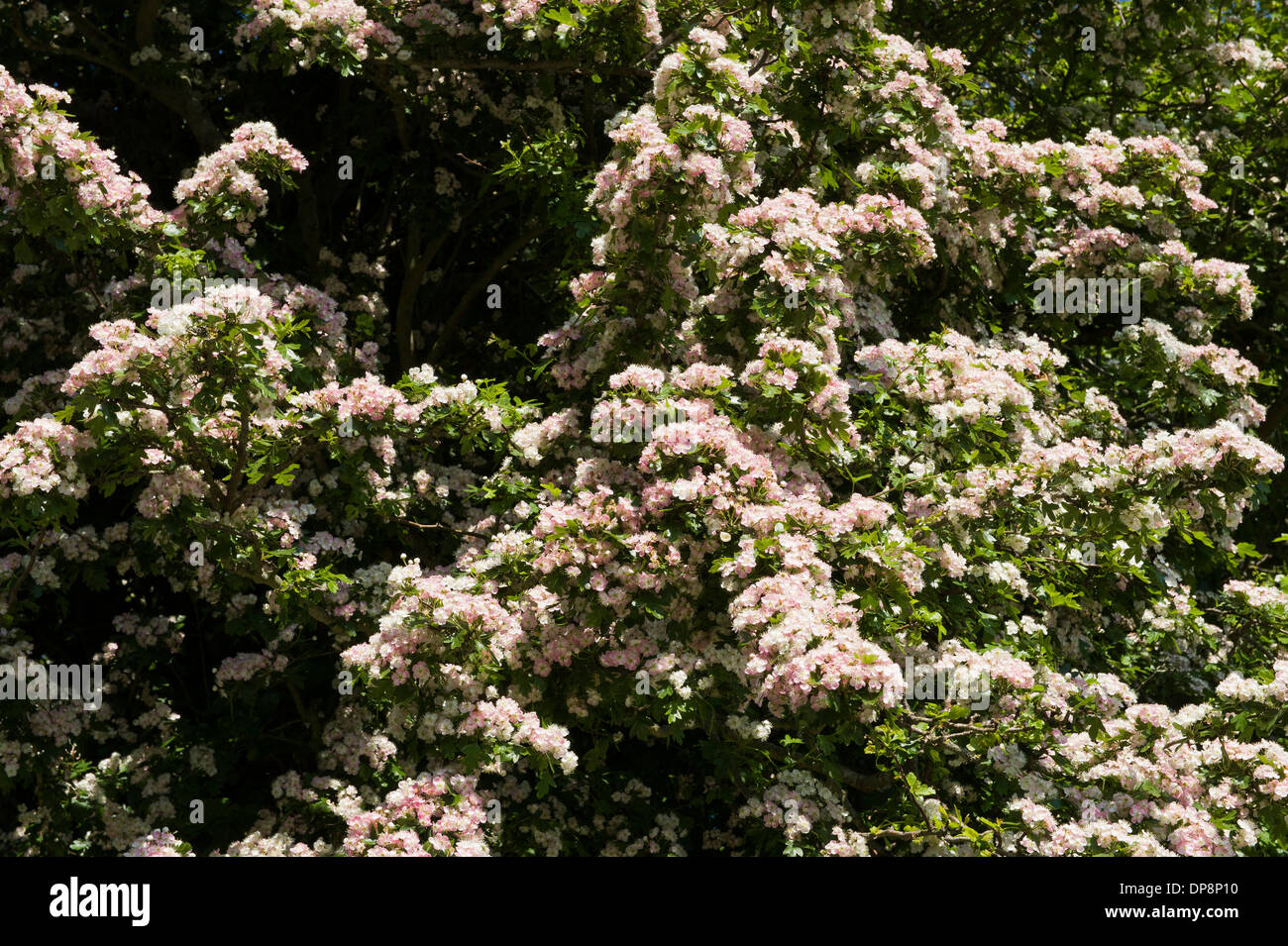 Hawthorne bushes in Ireland Stock Photo Alamy
