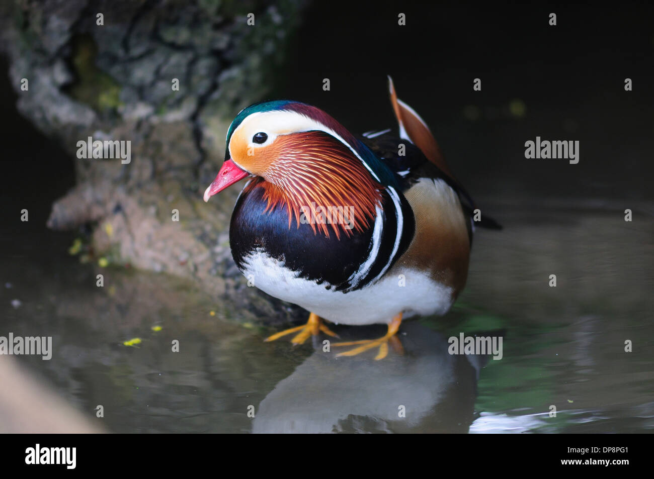 Mandrin Drake Mandarin Drake High Resolution Stock Photography and Images - Alamy