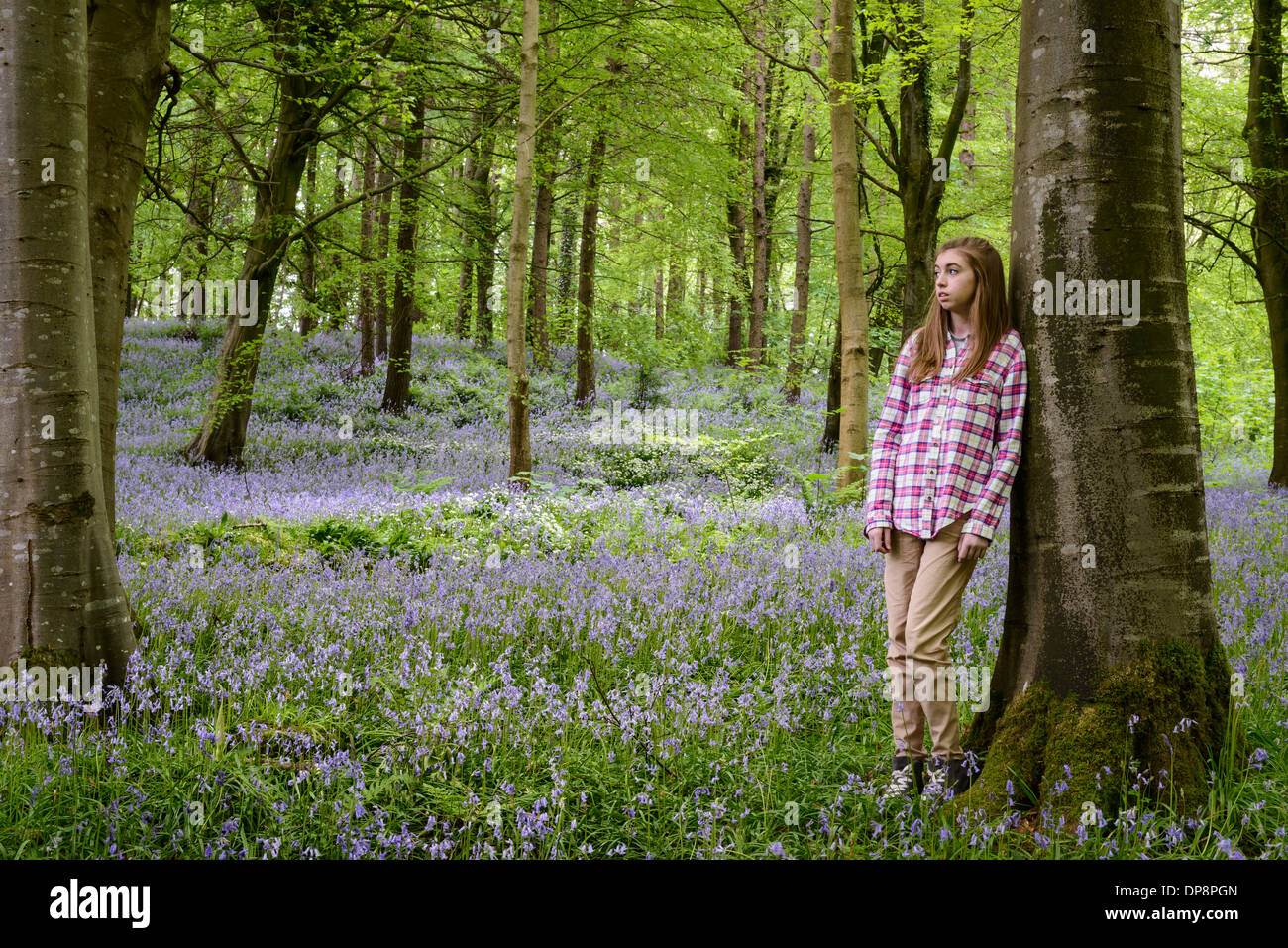 Bluebells at Portglenone Forest Park Co. Antrim Northern Ireland Stock Photo