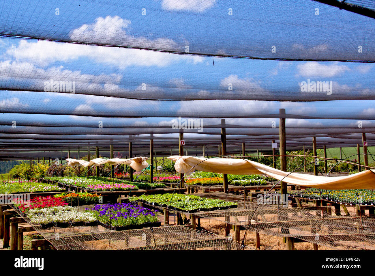 newly grown flower seedlings in a nursery setting Stock Photo