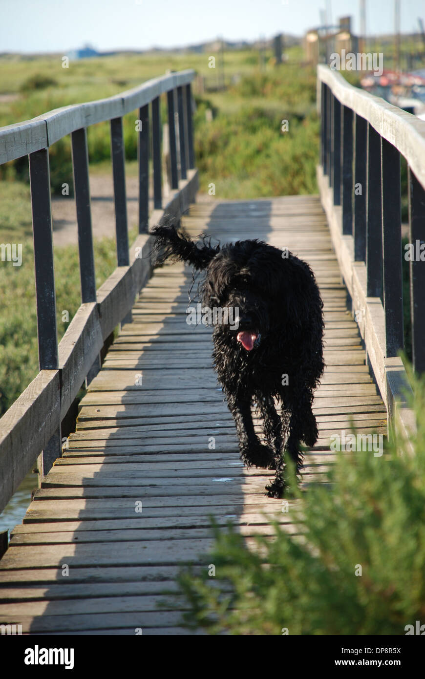 are portuguese water dogs free