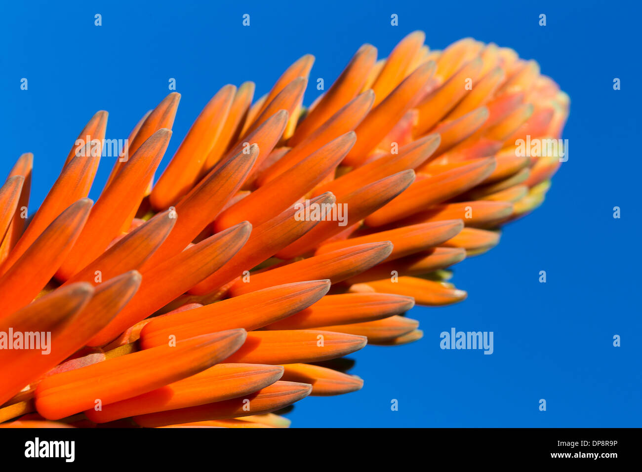 Orange cactus flower in the sky Stock Photo