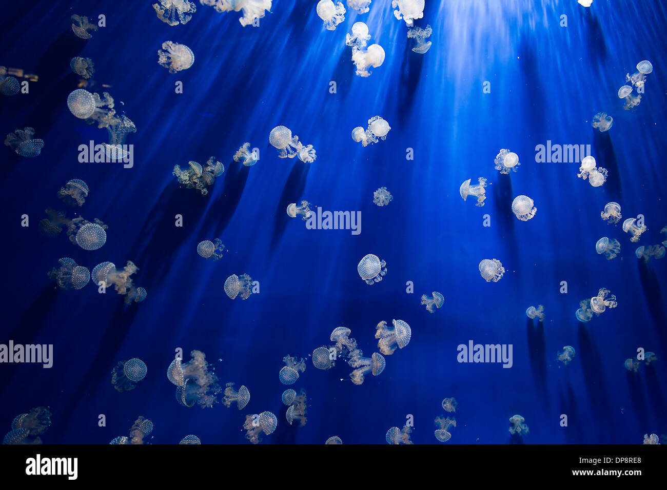 Jellyfishes in the blue Stock Photo - Alamy