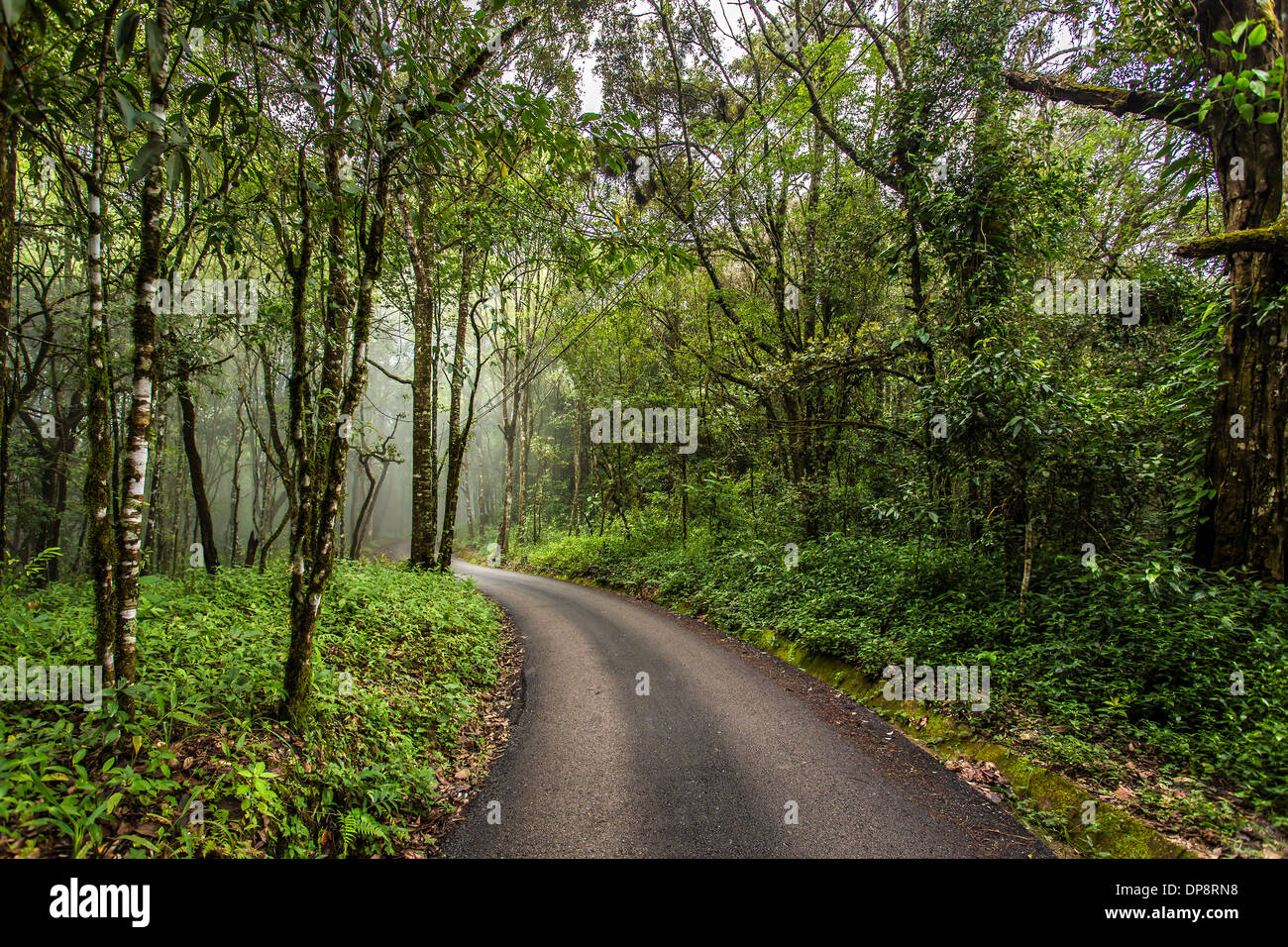 Misty road in the forest Stock Photo