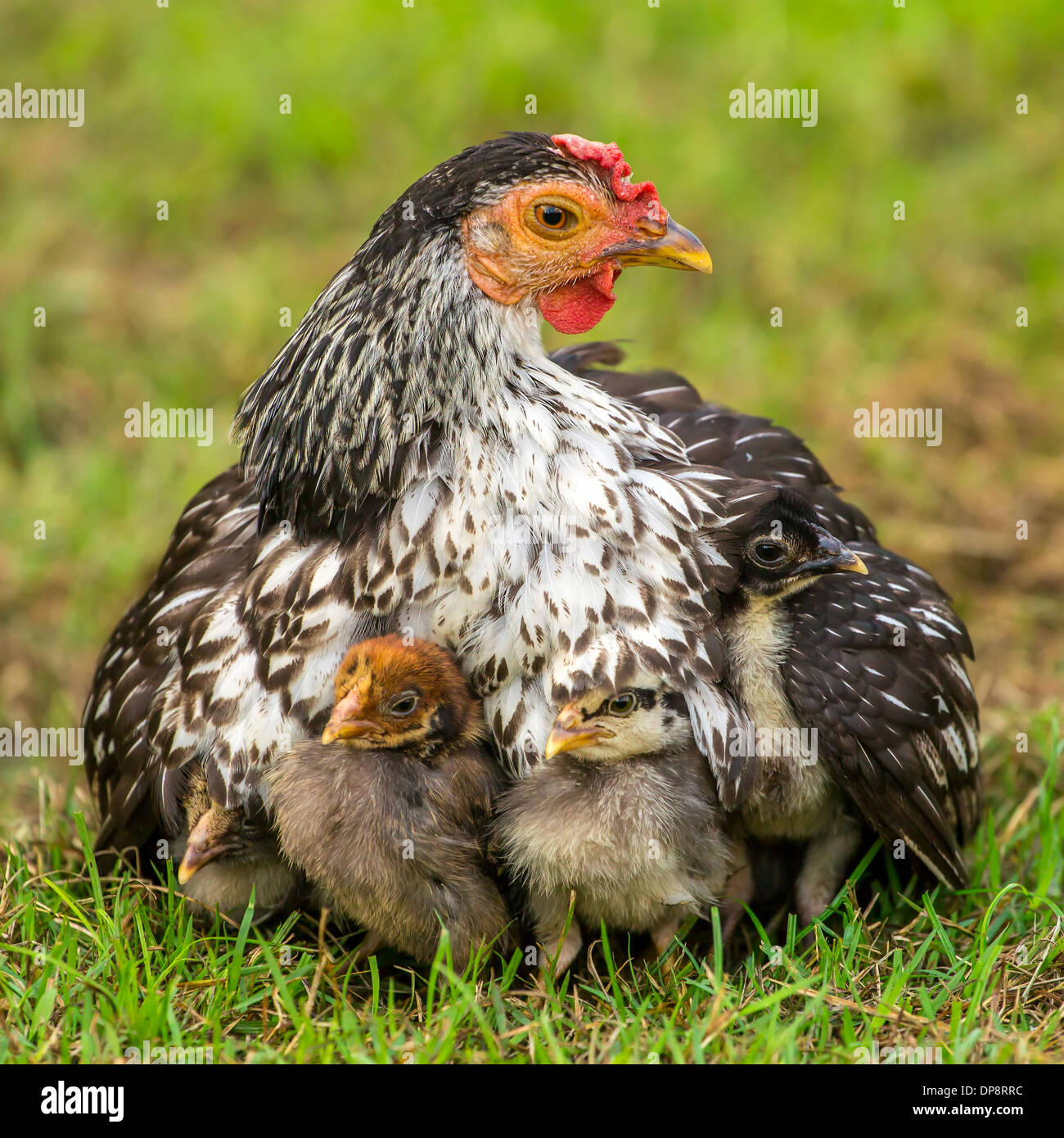 save the mom chicken baby — Steemit