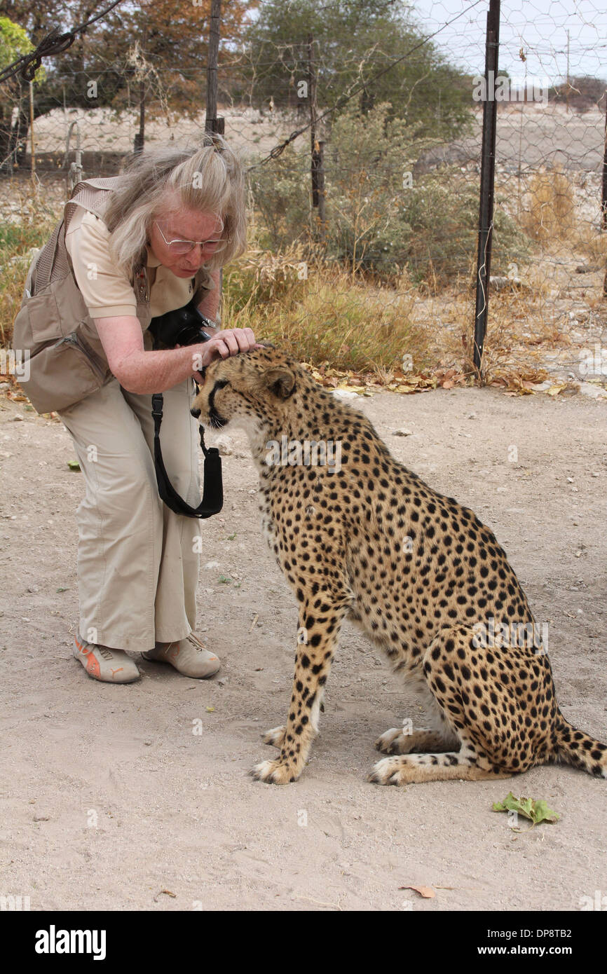 Woman tourist with camera petting a cheetah at a cheetah conservation farm ,Namibia, Africa. Stock Photo
