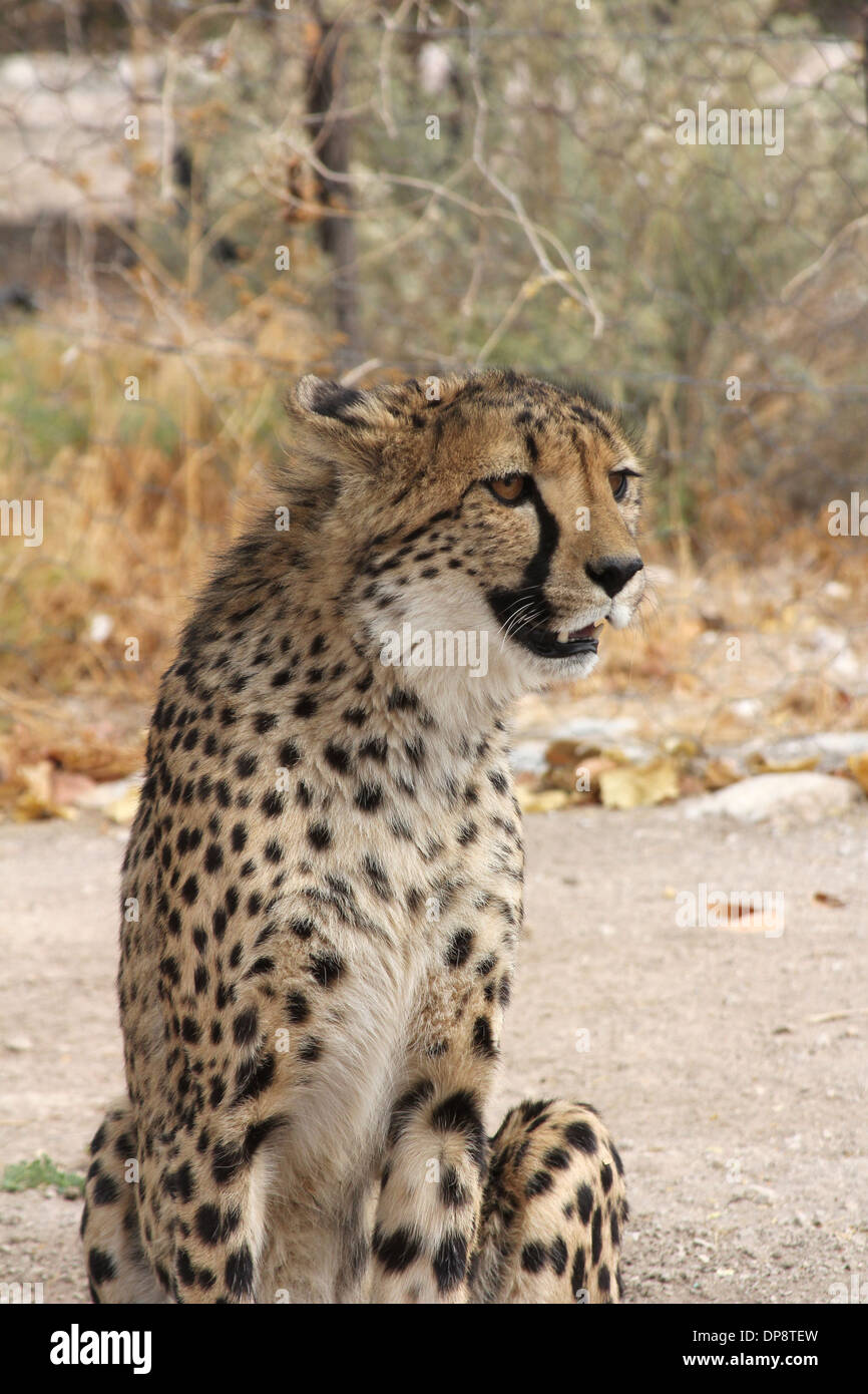 Cheetah sitting in a cheetah farm enclosure ,Namibia,Africa. Stock Photo