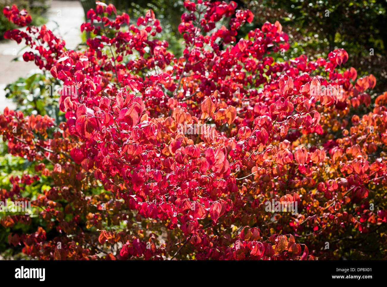 euonymus foliage in autumn glory South Wales UK Stock Photo