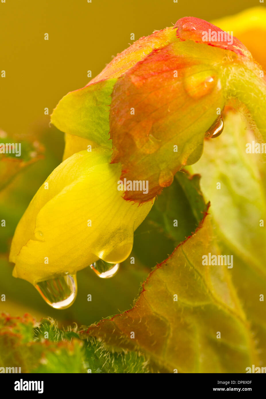 Begonia with Raindrops Stock Photo