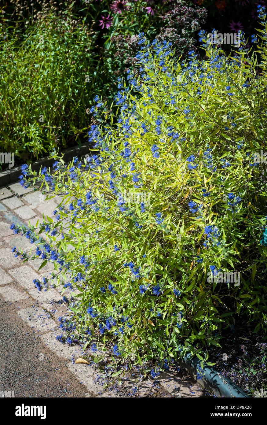 Caryopteris Worcester Gold flowering shrub in autumn Stock Photo