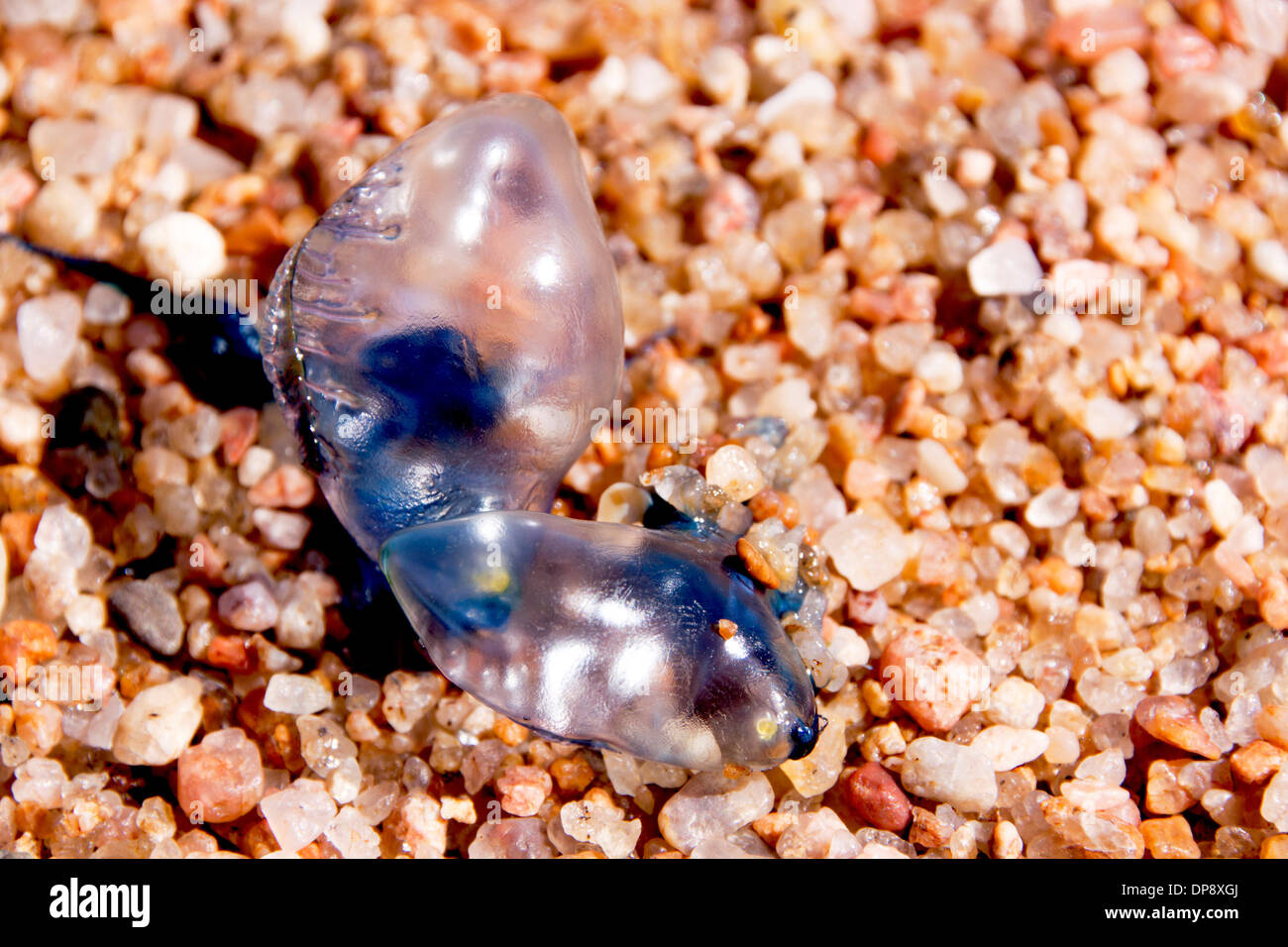 bluebottles on shoreline washed up by waves Stock Photo