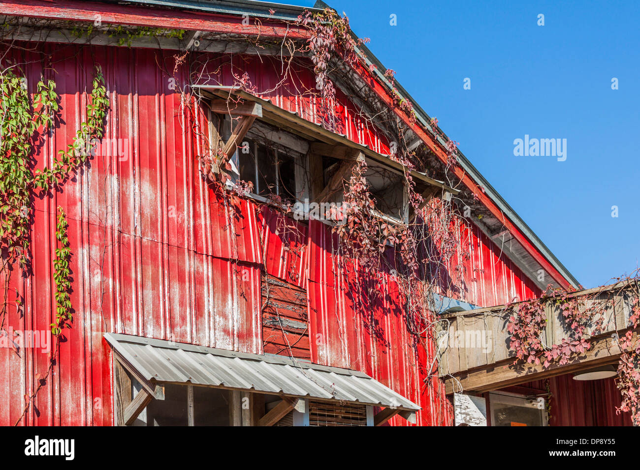 Old Barn With Red Painted Metal Siding And Vines Growing On The