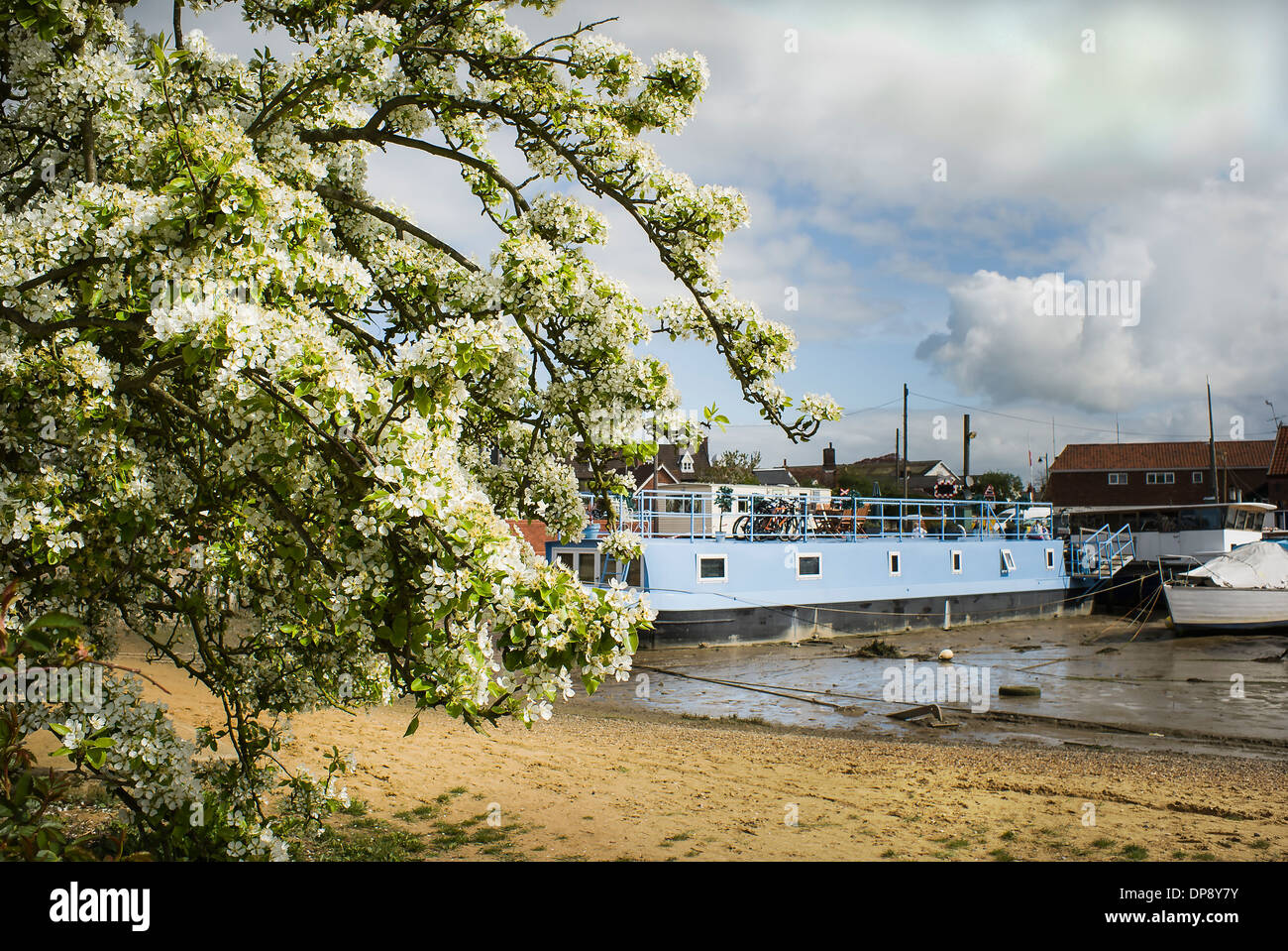 Spring blossom on a tree by Woodbridge tidal harbour on River Deben in Suffolk UK Stock Photo