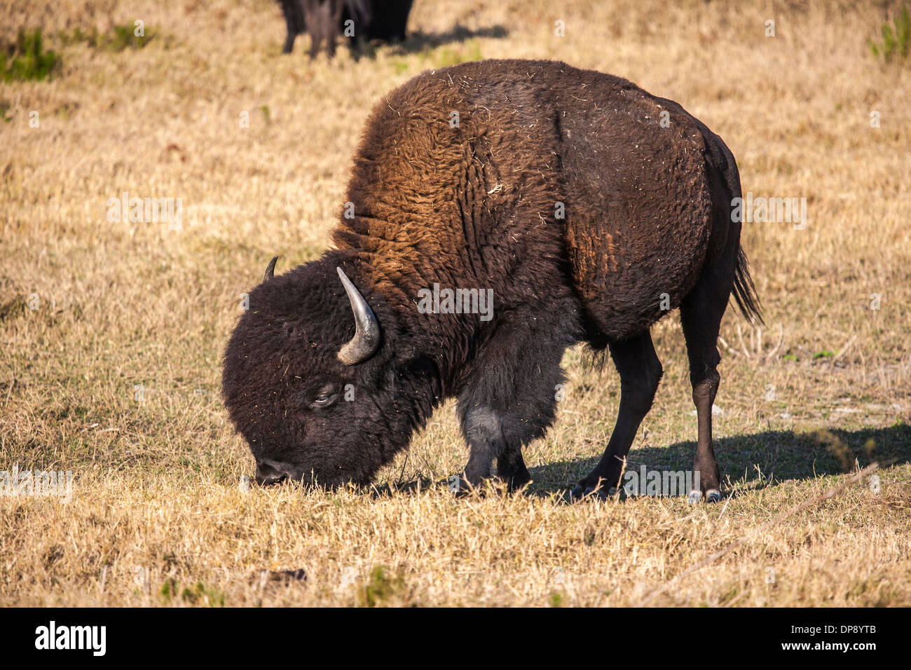 American Bison Bison Bison Also Known As The American Buffalo