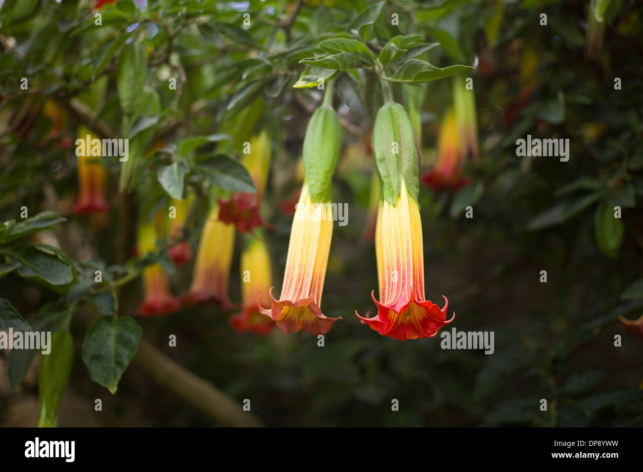 Bright flowers of Brugmansia or Angels trumpet Stock Photo
