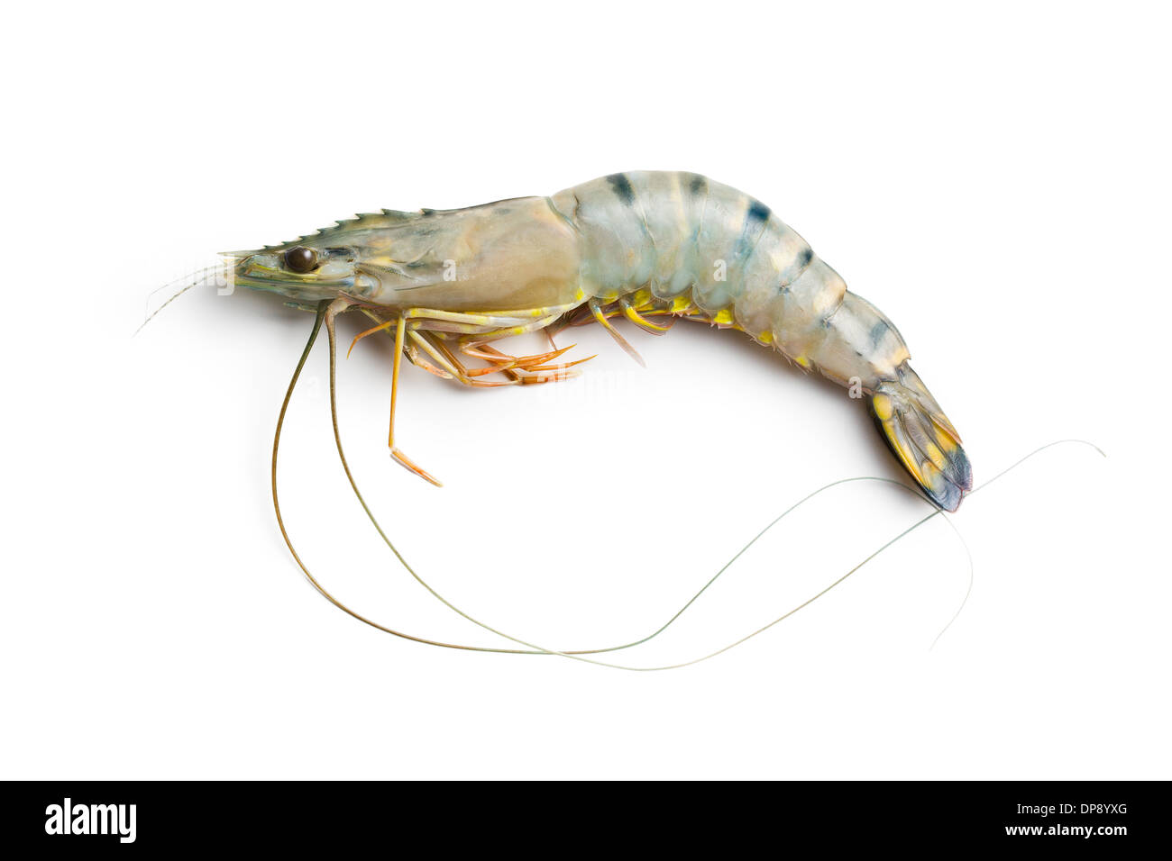 Tiger shrimp hi-res stock photography and images - Alamy