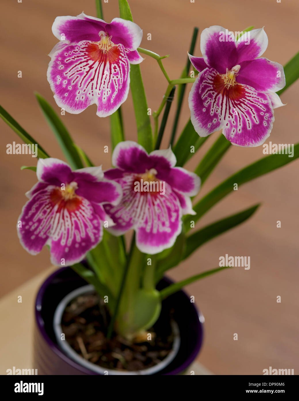 Orchid pink plant in purple pot on a table in a home setting Stock Photo