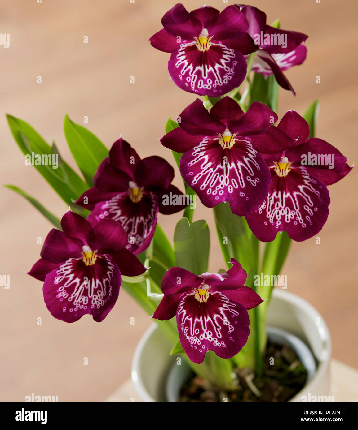 Orchid Plant or Pansy Orchid plant in white pot on a table in home setting Stock Photo