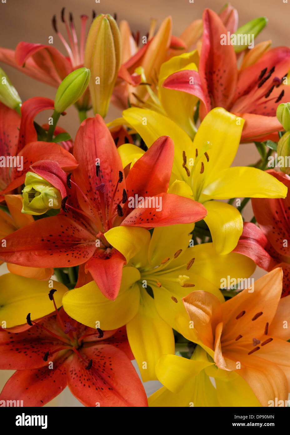 Asiatic lily vase hi-res stock photography and images - Alamy