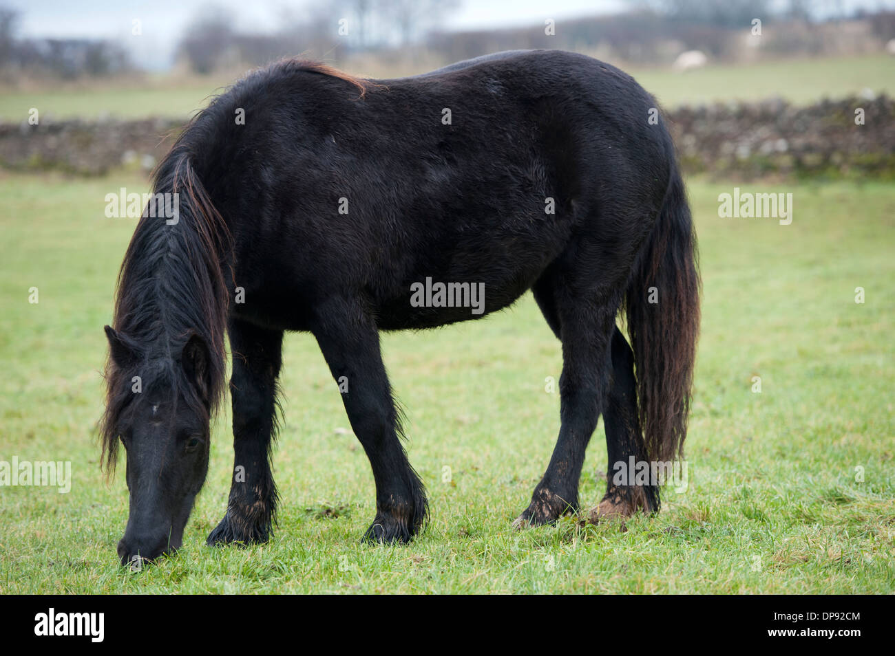 Dales Pony grazing on grass, Cumbria, UK. Stock Photo