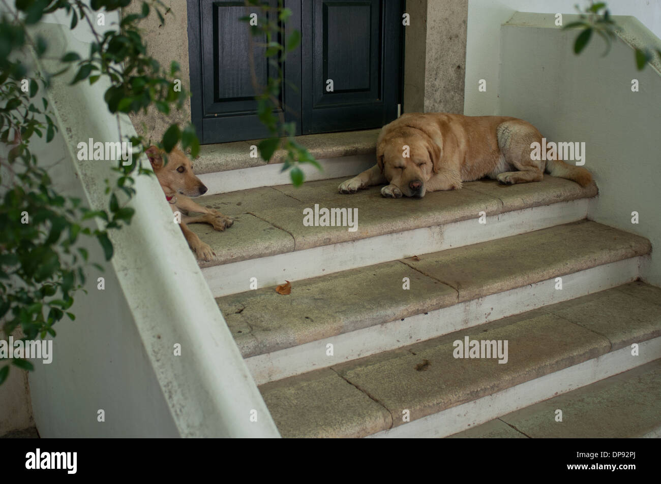Tired Dogs in the Shade on the Steps Stock Photo