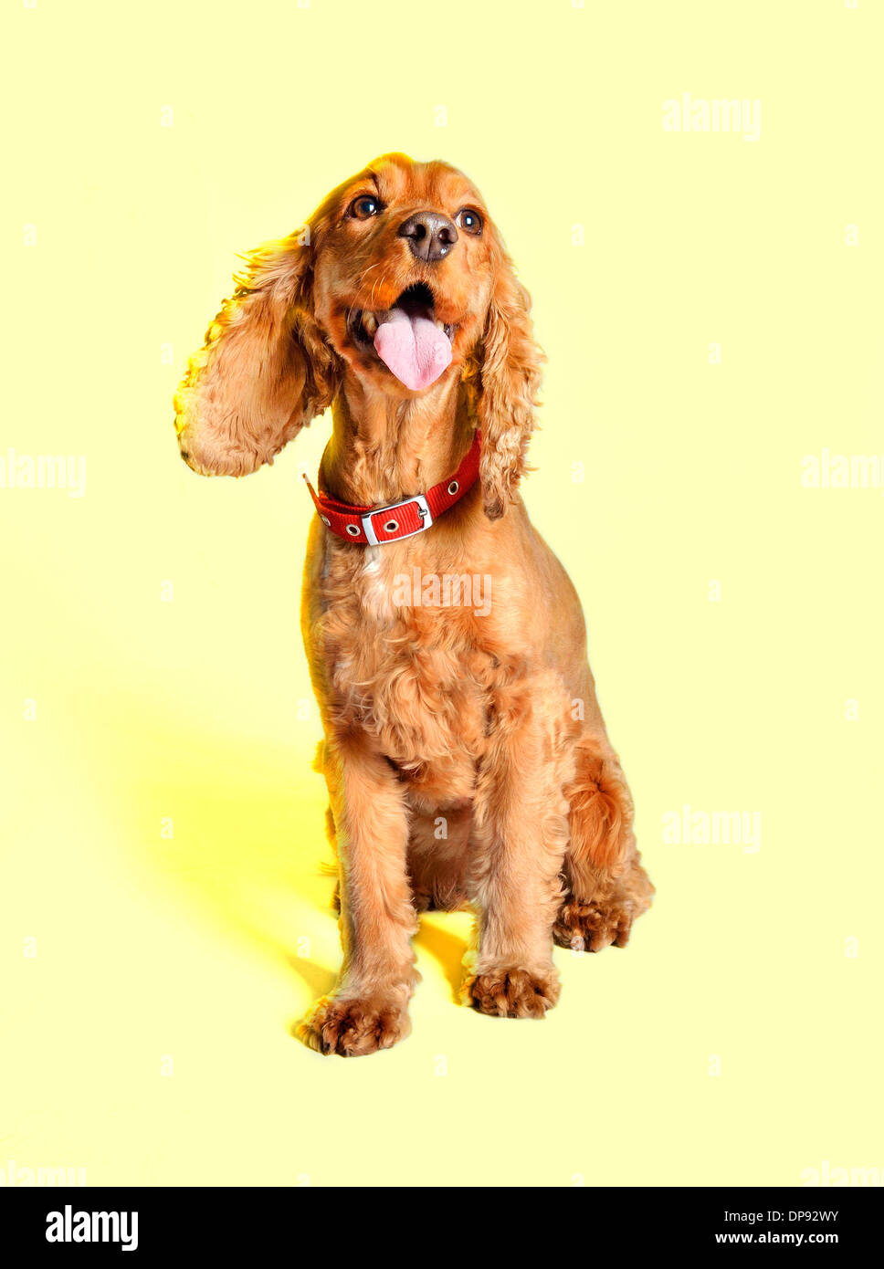 golden, spaniel, dog, cocker, pet, breed, crufts, Stock Photo