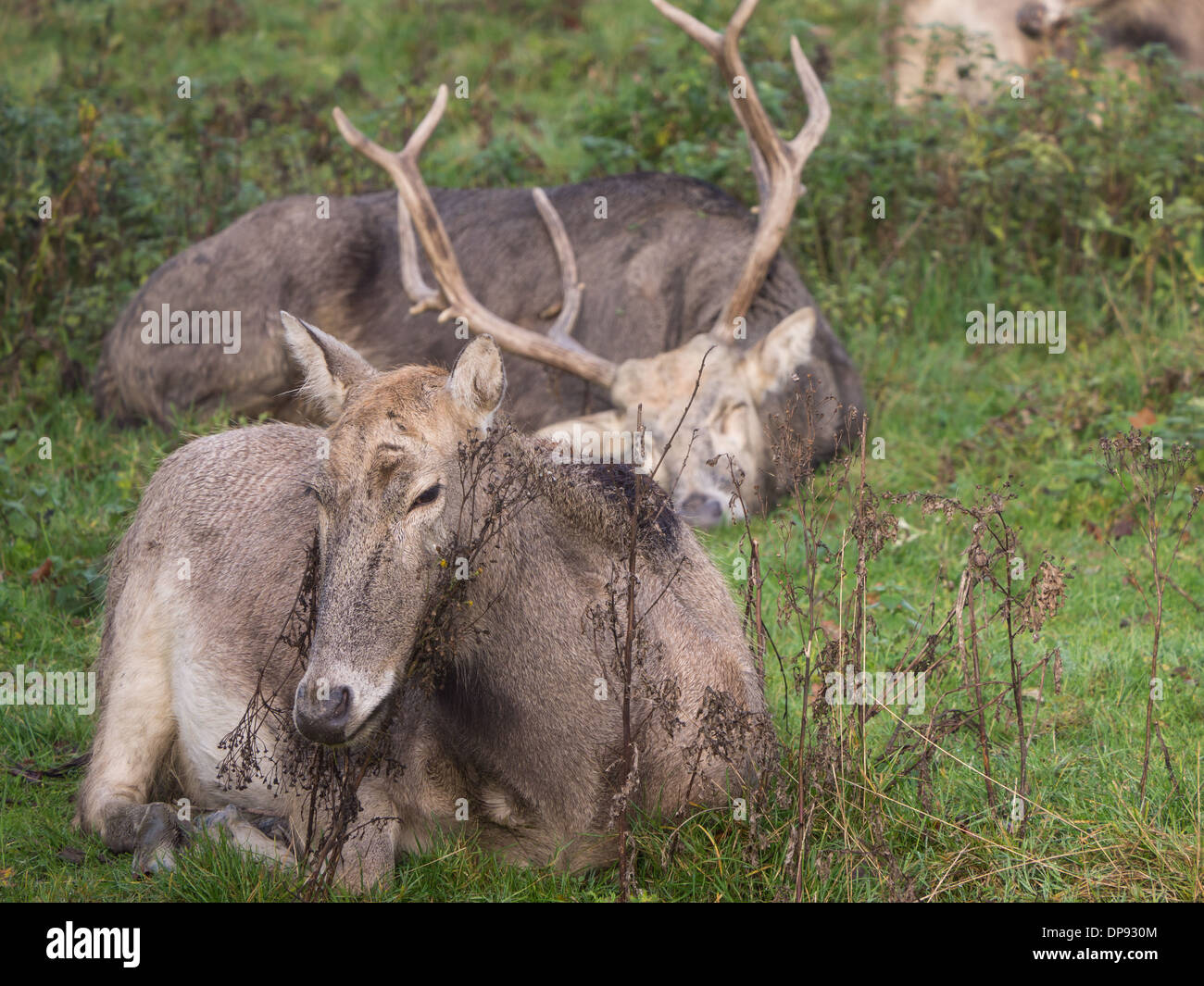 Pere David's Deer also known as Father David Deer waking up on an early autumn morning Stock Photo