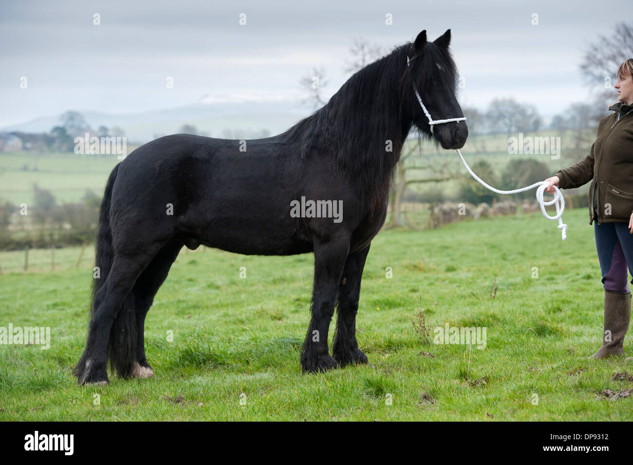 Dales Pony stallion on halter, with owner, Cumbria, UK. Stock Photo