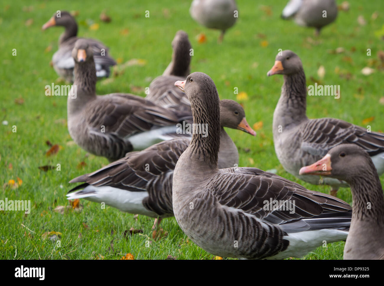 Group of greylag goose officially known as anser anser Stock Photo