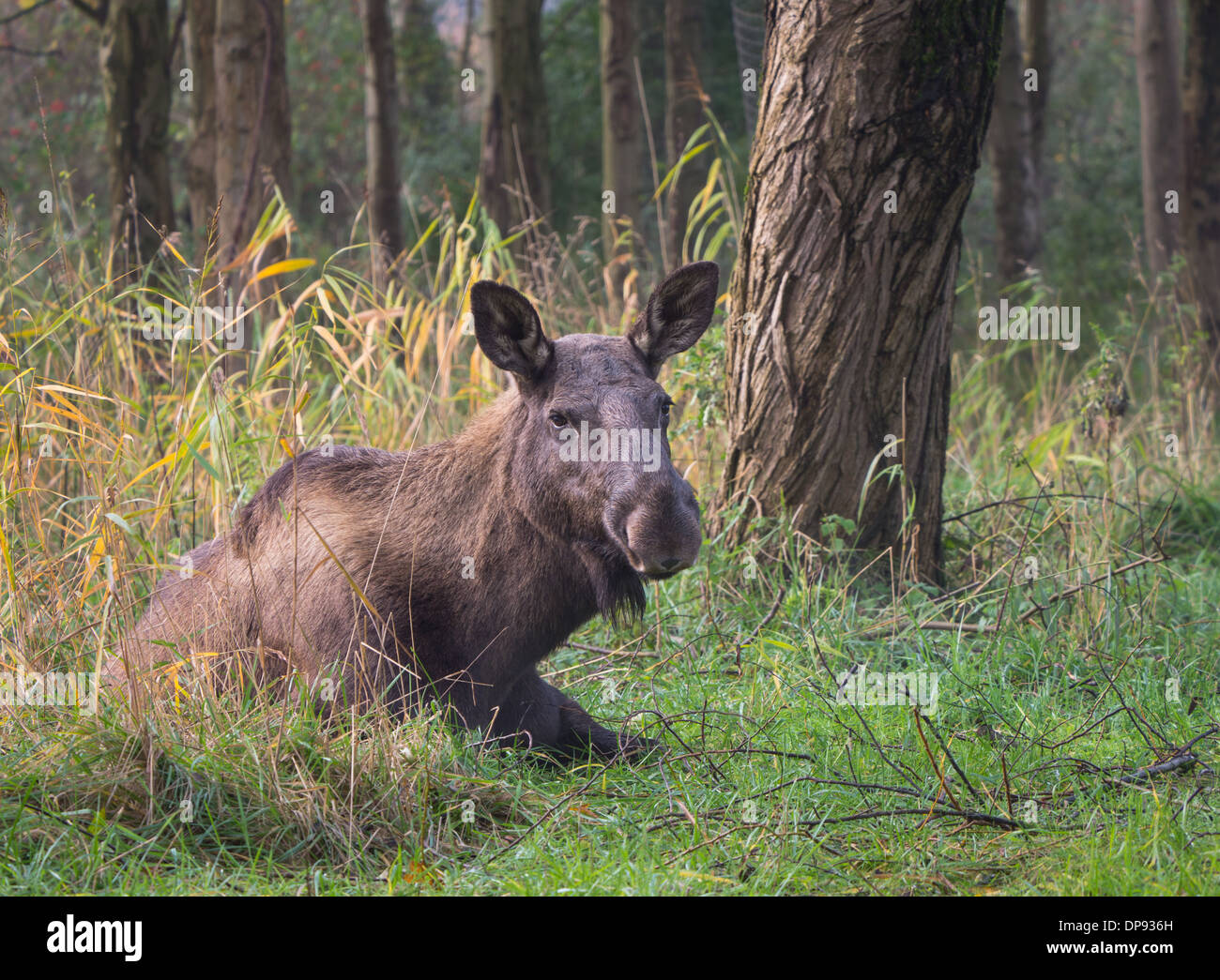 Eurasian elk or moose is the largest species within the deer family ...