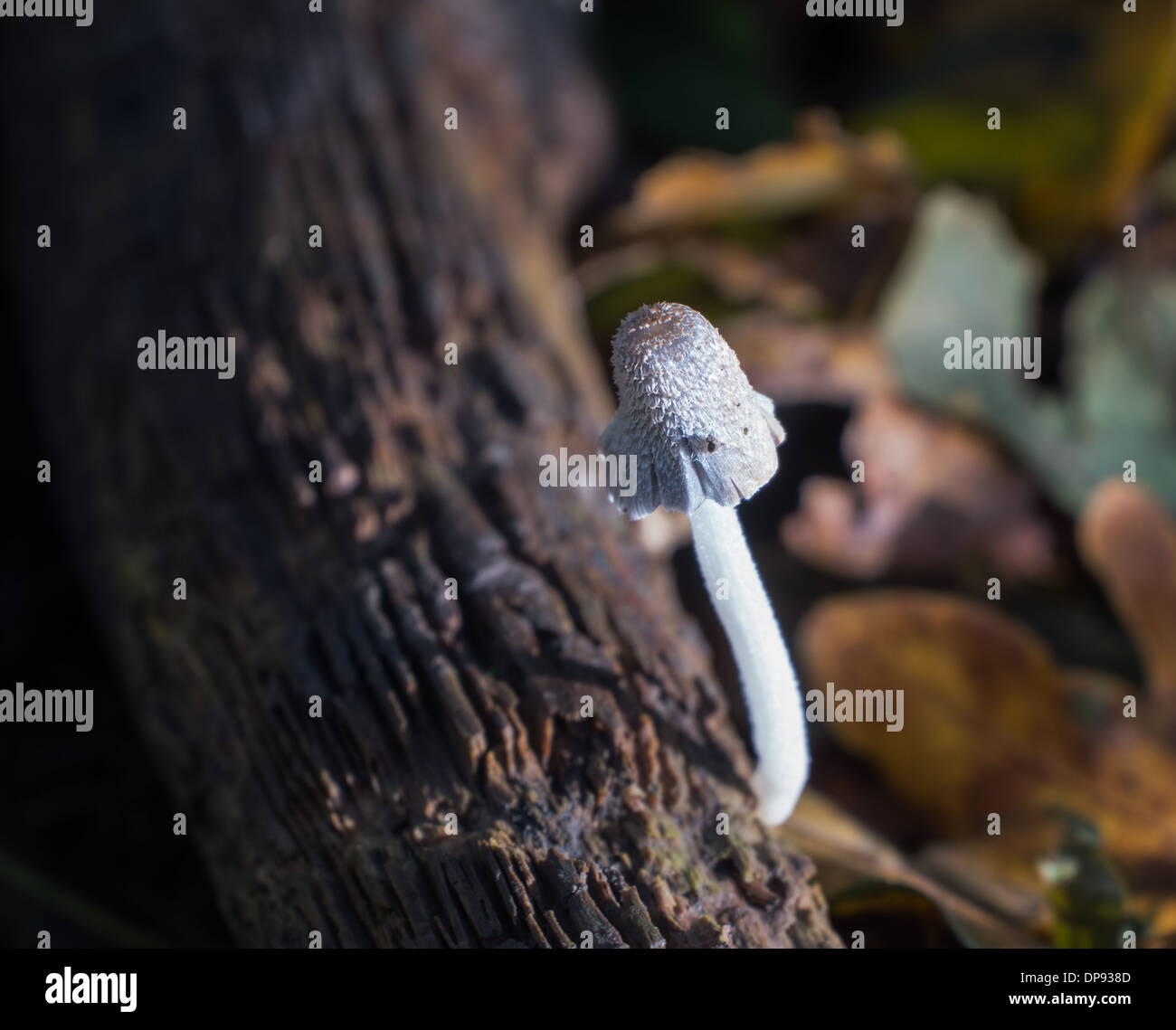 Coprinus comatus fungus commonly known as shaggy ink cap of lawyer's wig changes colour and turns black when fullgrown Stock Photo