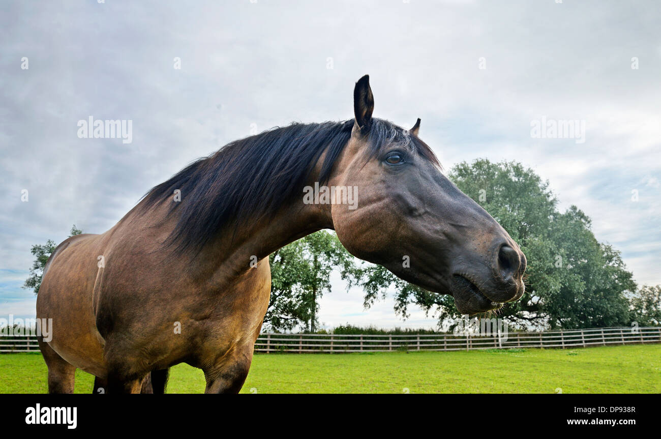 horse, close, up, strong, beautiful, field, farm, Stock Photo