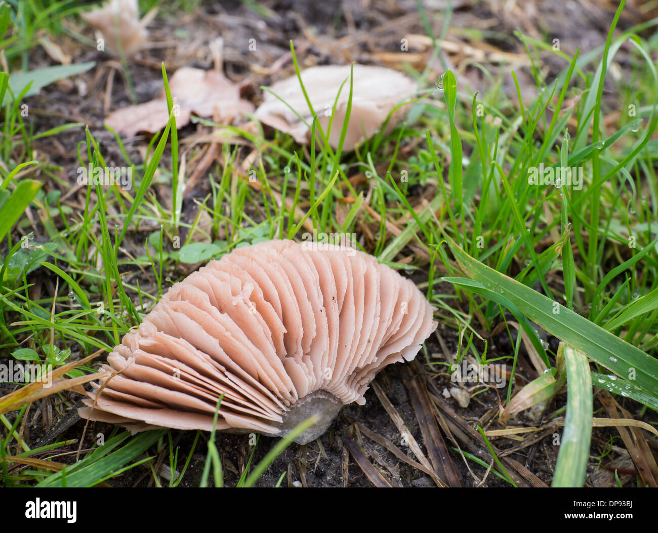 Agaricus campestris is commonly known as field or meadow mushroom with pink to brownish gills Stock Photo