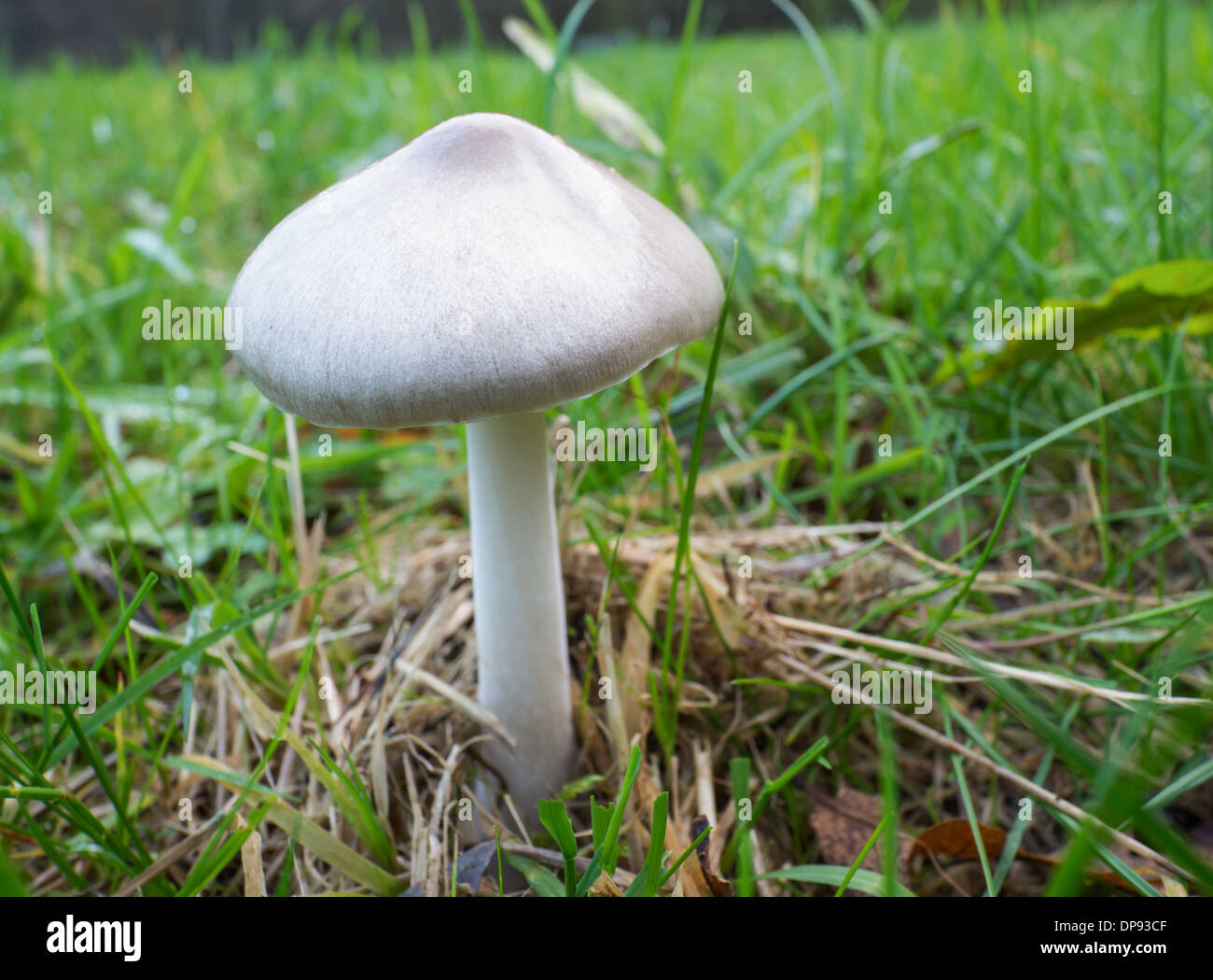Volvariella gloiocephala is alsno known as big sheath mushroom, rose-gilled grisette or stubble rosegill Stock Photo