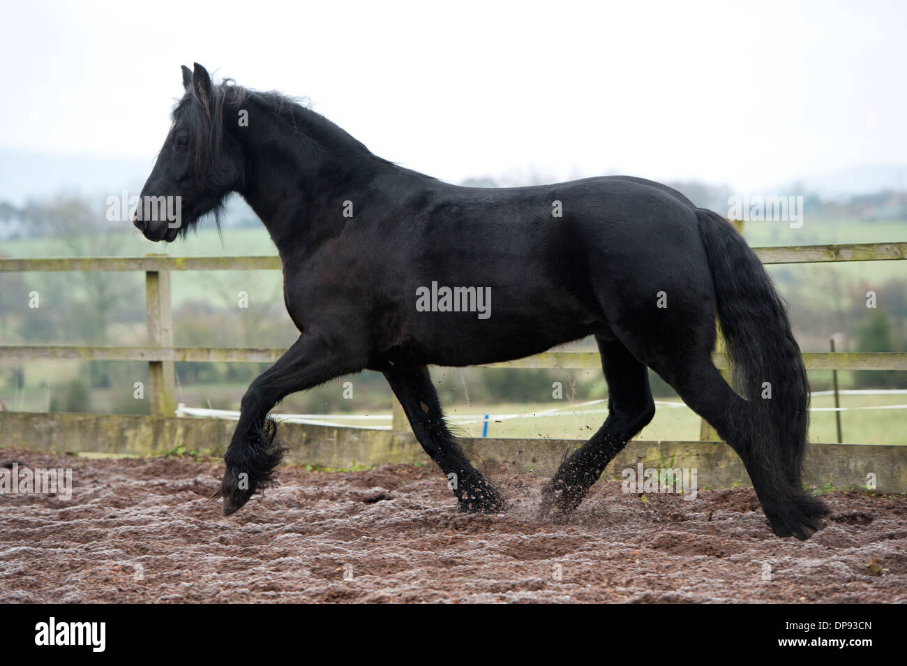 Dales pony excercising in a livery yard. Cumbria, UK Stock Photo Alamy
