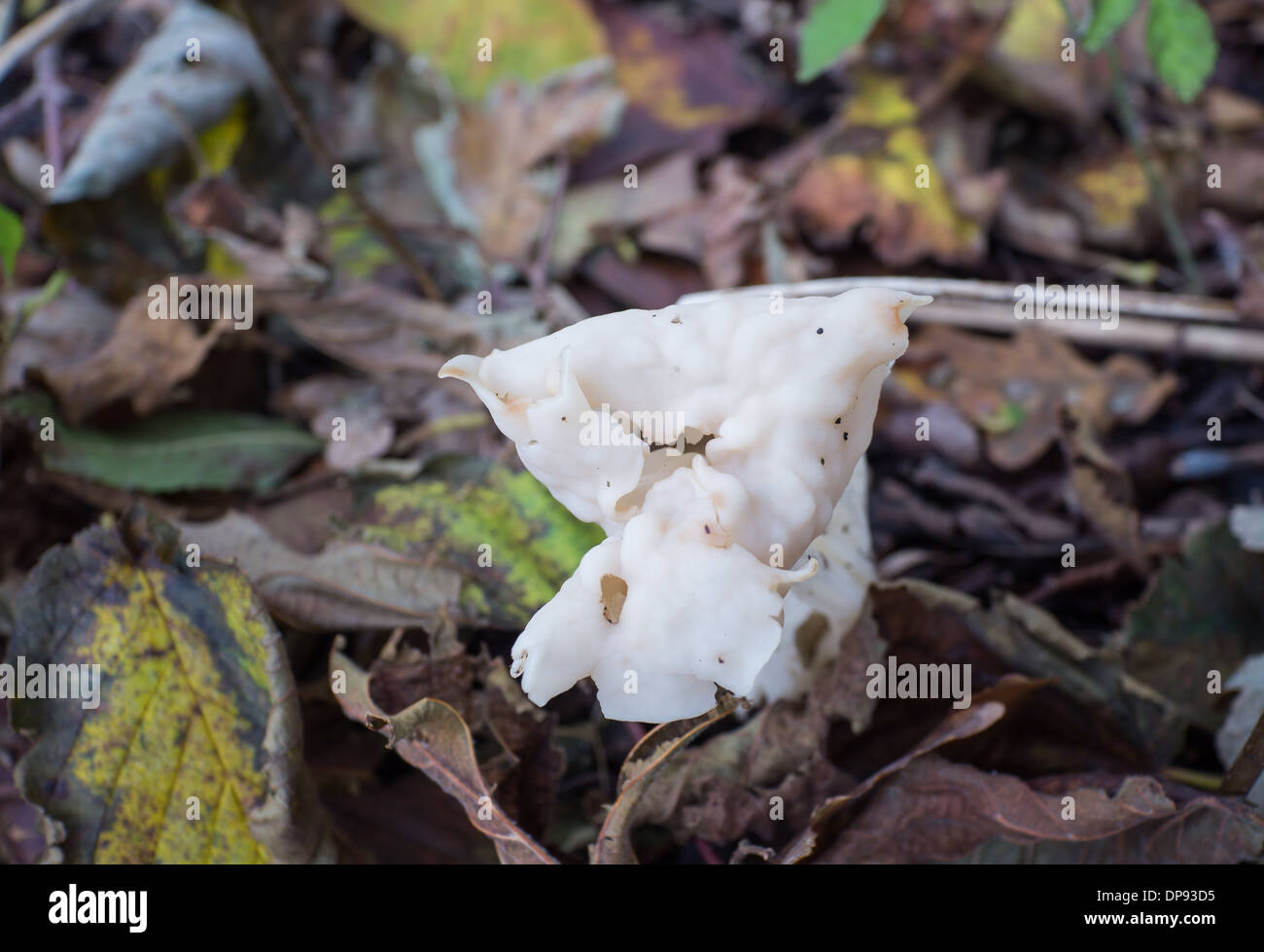 Helvella crispa ascomycotina or white saddle fungus can be seen in summer and autumn Stock Photo