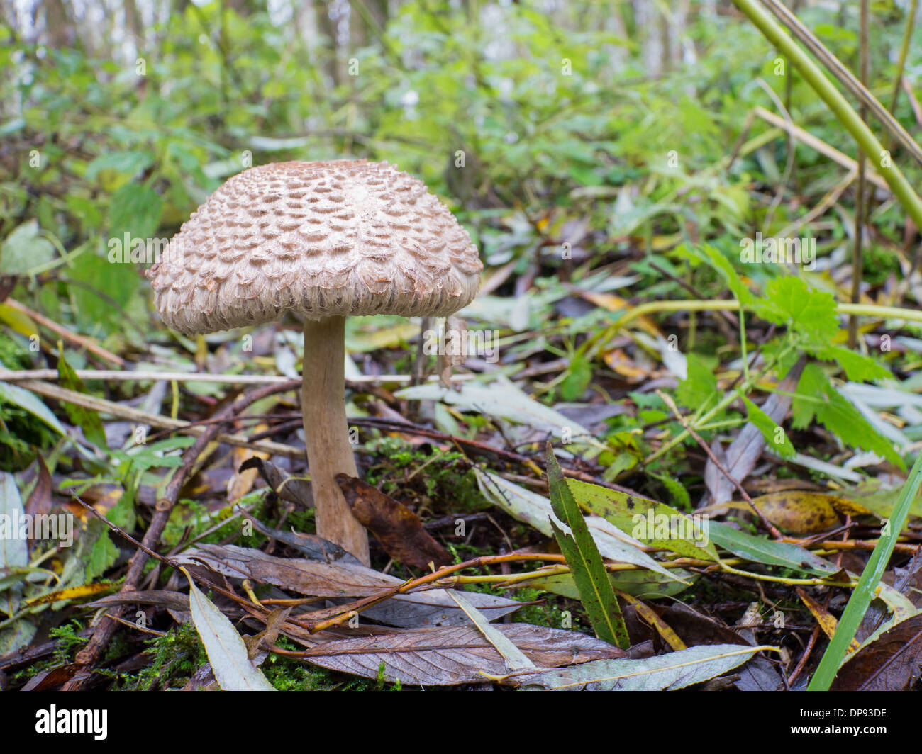 Chlorophyllum rhacodes mushroom is also known as shaggy parasol Stock Photo