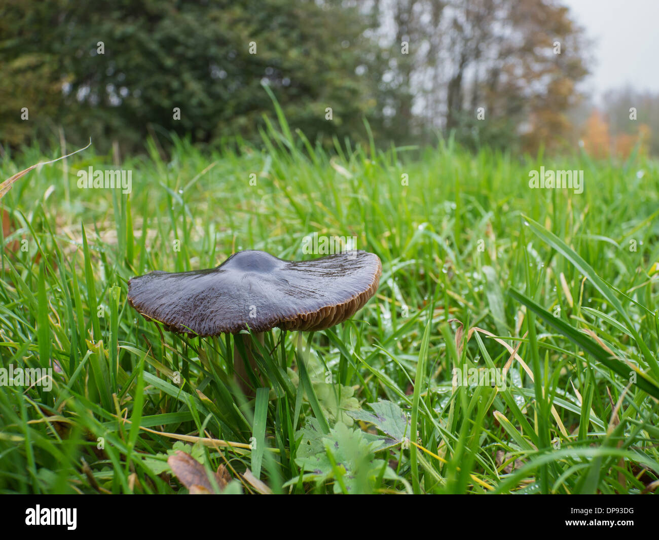 Pluteus cervinus is commonly known as deer mushroom or deer shield Stock Photo