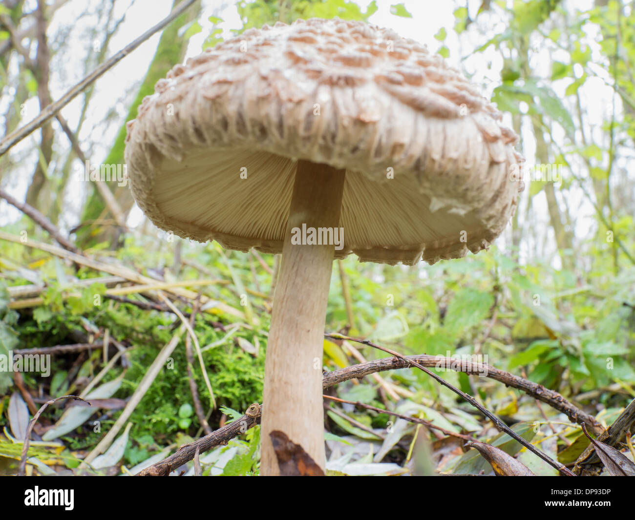 Chlorophyllum rhacodes mushroom is also known as shaggy parasol Stock Photo
