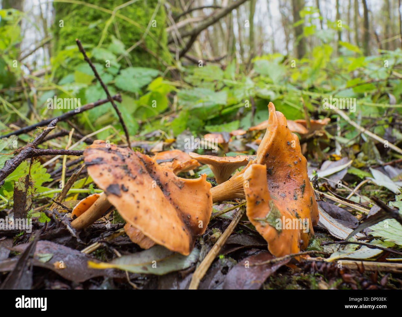 Cantharellus cibarius or golden chanterelle is an edible mushroom Stock Photo