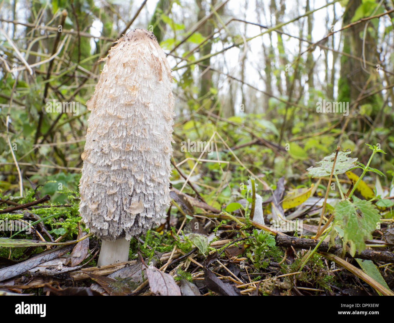 Coprinus comatus fungus commonly known as shaggy ink cap of lawyer's wig changes colour and turns black when fullgrown Stock Photo