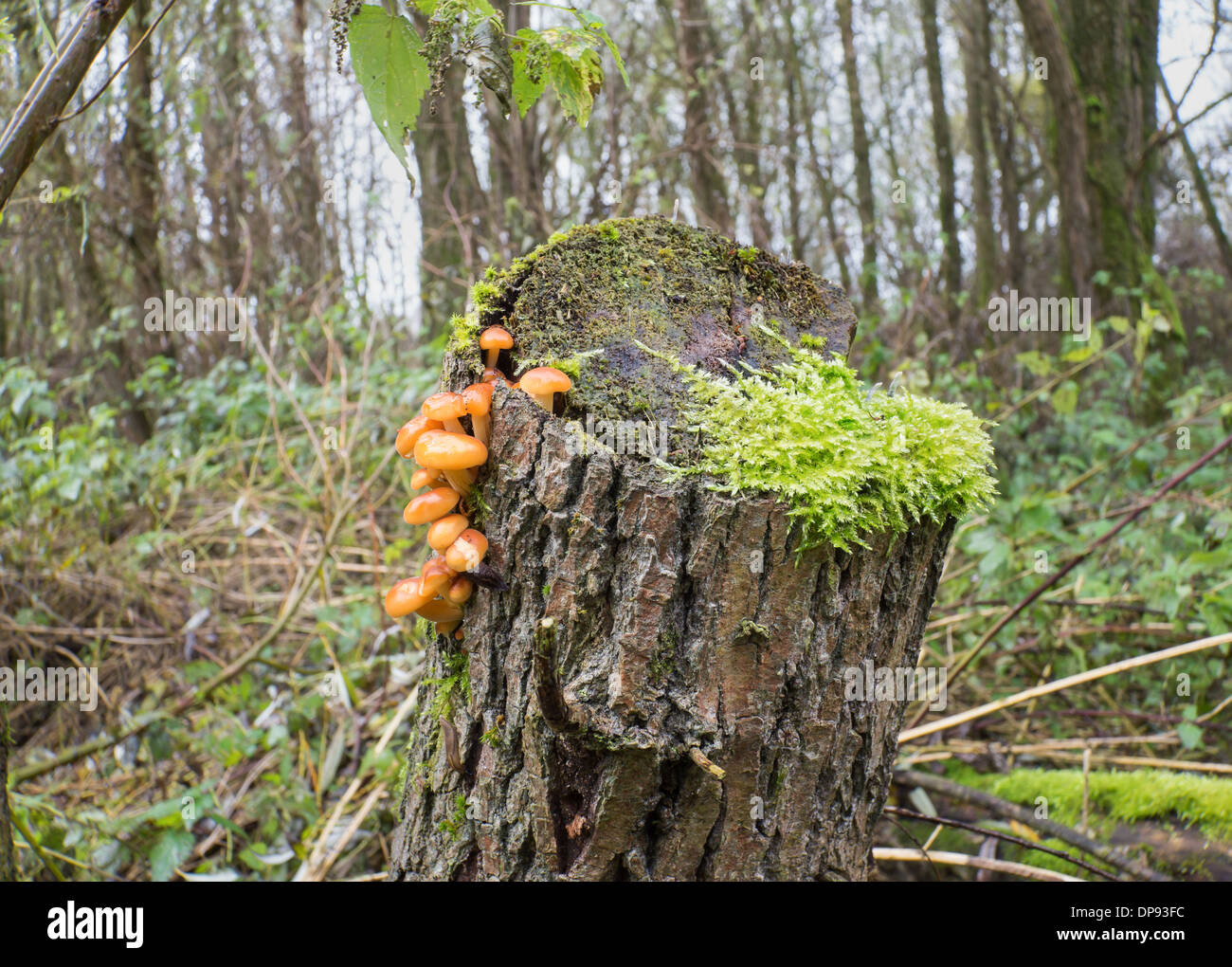 Flammulina velutipes mushroom also known as velvet shank Stock Photo