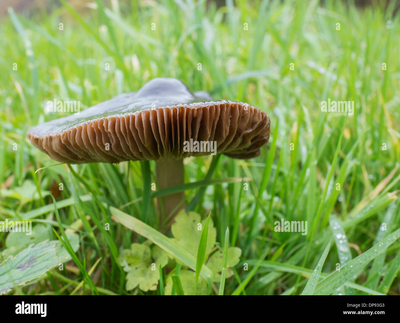 Pluteus cervinus is commonly known as deer mushroom or deer shield Stock Photo