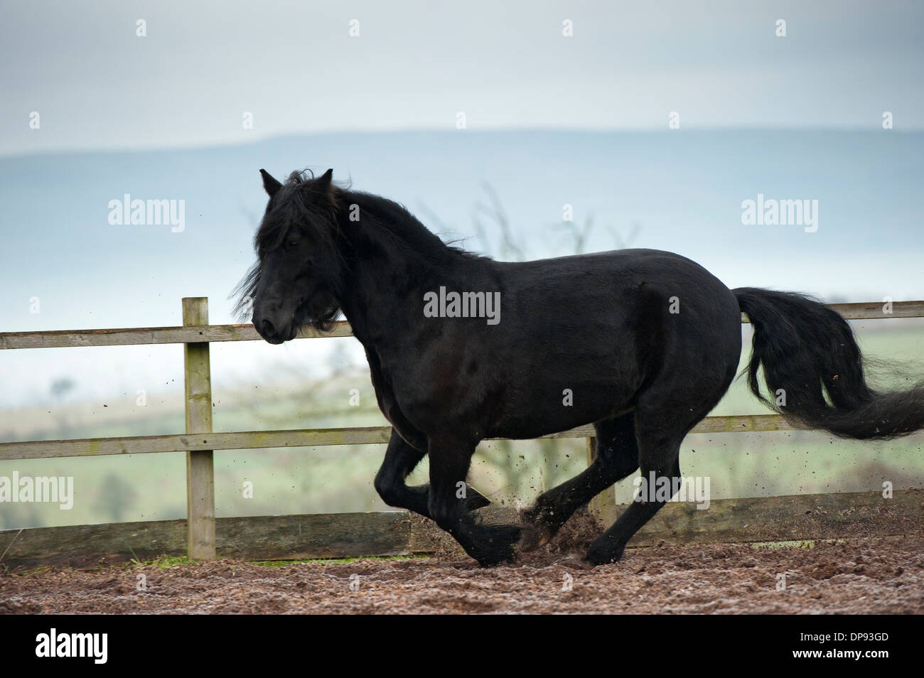 Dales pony excercising in a livery yard. Cumbria, UK Stock Photo