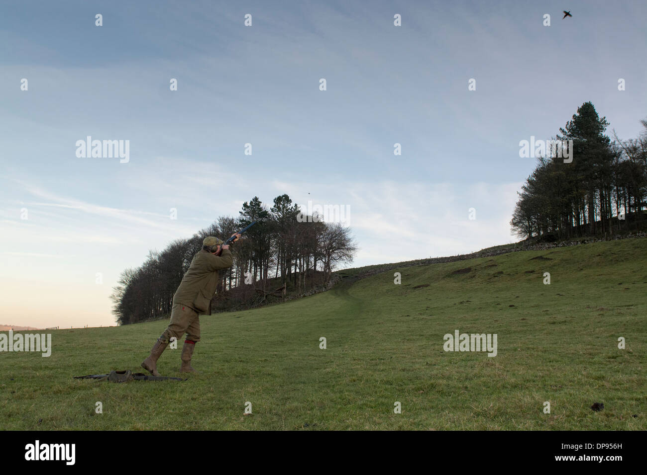Shooters, using 12 bore shotgun, on a pheasant shoot in the Yorkshire Dales, UK. Stock Photo