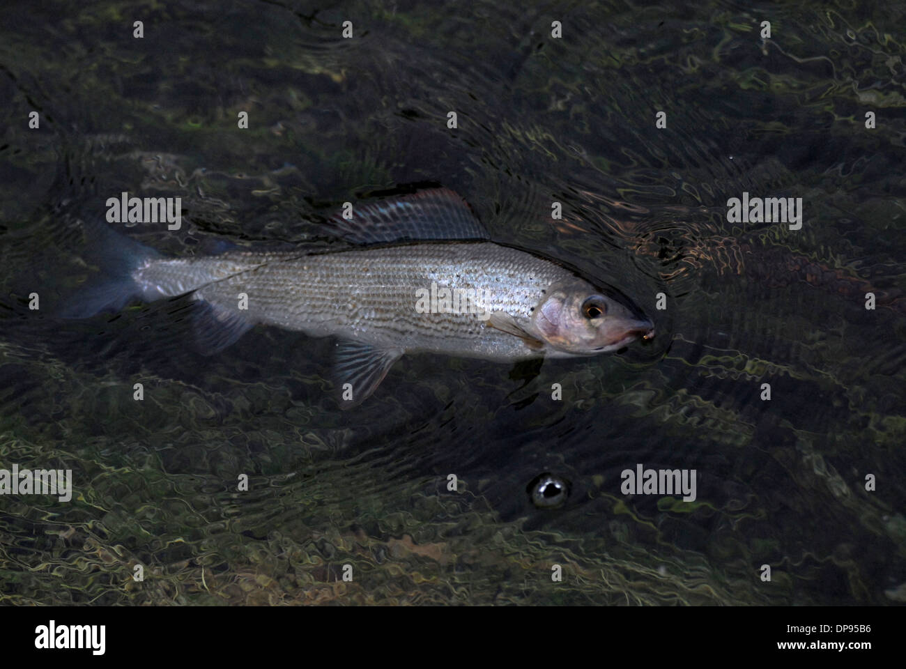 Greyling Fishing, (Thymallus thymallus Stock Photo Alamy
