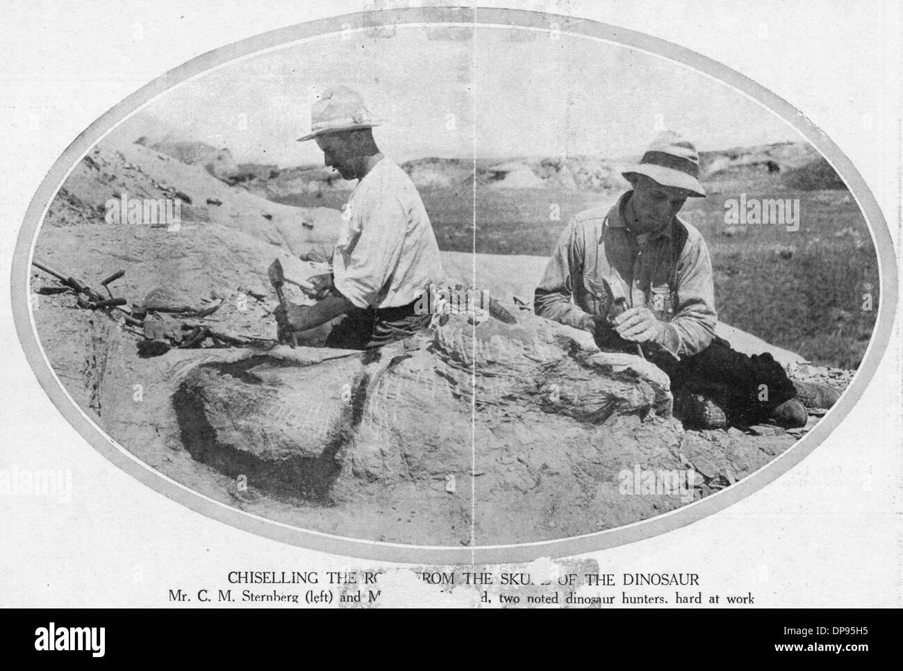 FOSSILS/PALAEONTOLOGISTS Stock Photo